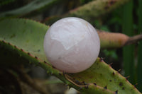 Polished Star Rose Quartz Spheres x 2 From Madagascar - Toprock Gemstones and Minerals 