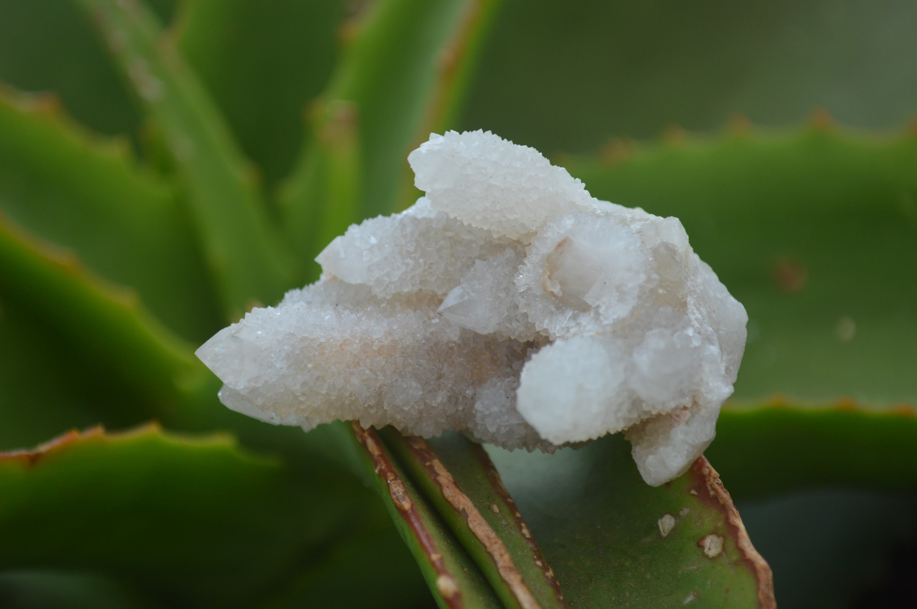 Natural Pale Ametrine Spirit Quartz Clusters x 20 From Boekenhouthoek, South Africa - Toprock Gemstones and Minerals 