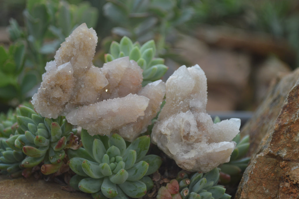 Natural Pale Ametrine Spirit Quartz Clusters x 20 From Boekenhouthoek, South Africa - Toprock Gemstones and Minerals 