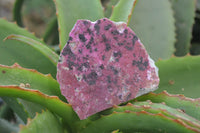Natural Salrose Cobaltion Dolomite Specimens x 12 From Kakanda, Congo - Toprock Gemstones and Minerals 