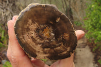 Polished on One Side Petrified Wood Branch Pieces x 3 From Gokwe, Zimbabwe - Toprock Gemstones and Minerals 