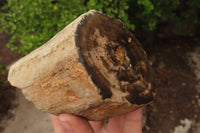 Polished on One Side Petrified Wood Branch Pieces x 3 From Gokwe, Zimbabwe - Toprock Gemstones and Minerals 