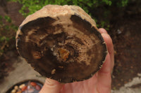 Polished on One Side Petrified Wood Branch Pieces x 3 From Gokwe, Zimbabwe - Toprock Gemstones and Minerals 