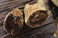Polished on One Side Petrified Wood Branch Pieces x 3 From Gokwe, Zimbabwe - Toprock Gemstones and Minerals 