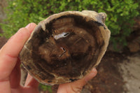 Polished on One Side Petrified Wood Branch Pieces x 3 From Gokwe, Zimbabwe - Toprock Gemstones and Minerals 