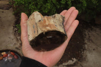 Polished on One Side Petrified Wood Branch Pieces x 3 From Gokwe, Zimbabwe - Toprock Gemstones and Minerals 