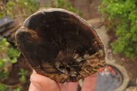 Polished on One Side Petrified Wood Branch Pieces x 3 From Gokwe, Zimbabwe - Toprock Gemstones and Minerals 