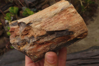 Polished on One Side Petrified Wood Branch Pieces x 3 From Gokwe, Zimbabwe - Toprock Gemstones and Minerals 
