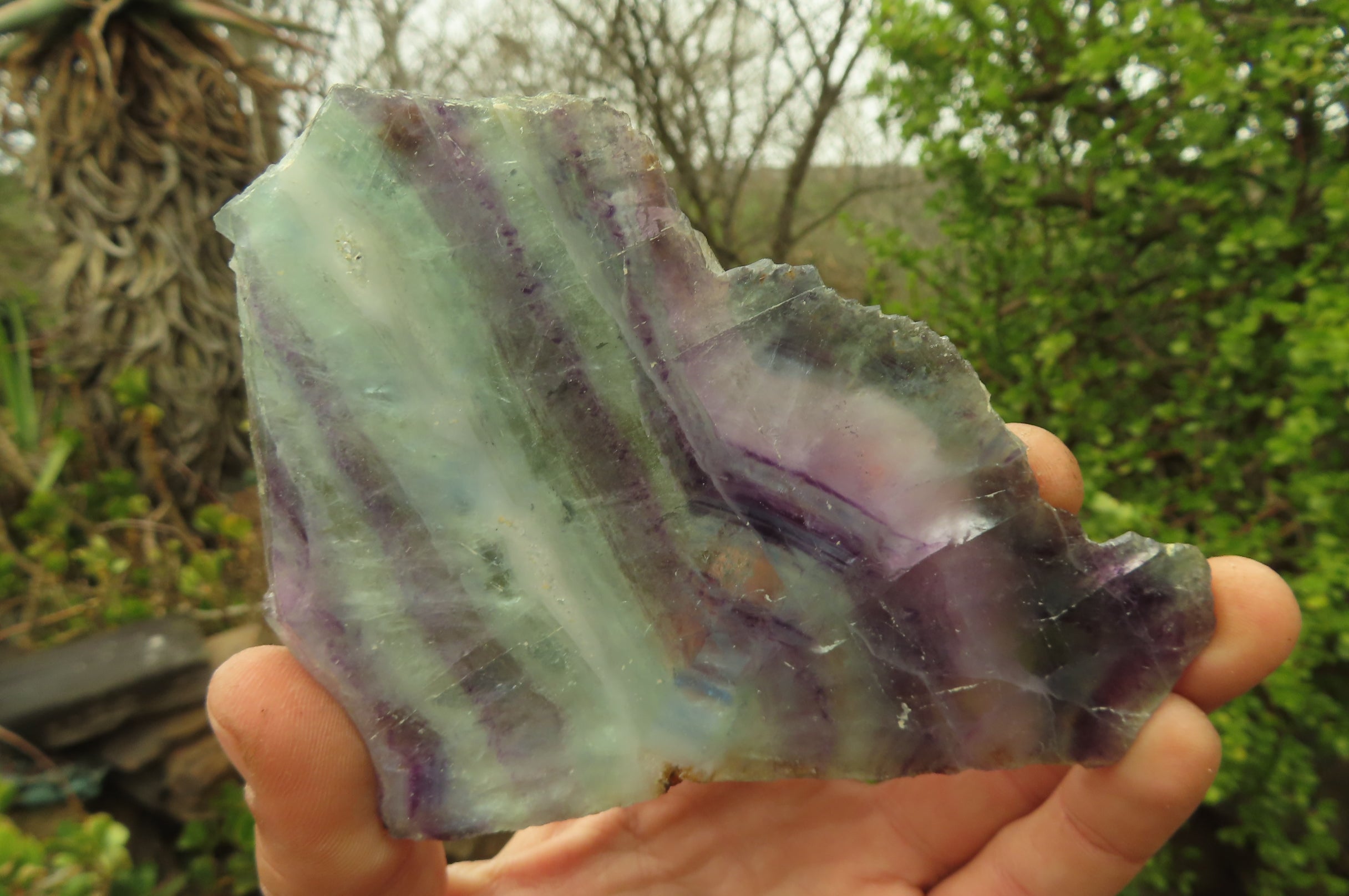 Natural Watermelon Fluorite Slices x 7 From Uis, Namibia - Toprock Gemstones and Minerals 
