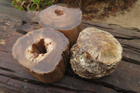 Polished Petrified Wood Branch Pieces x 3 From Gokwe, Zimbabwe - Toprock Gemstones and Minerals 