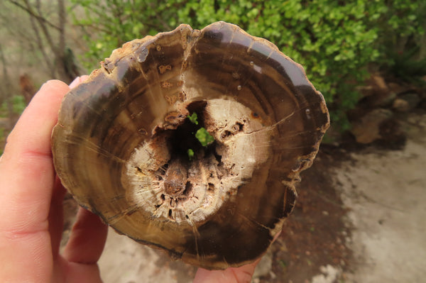 Polished Petrified Wood Branch Pieces x 3 From Gokwe, Zimbabwe - Toprock Gemstones and Minerals 