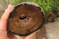 Polished Petrified Wood Branch Pieces x 3 From Gokwe, Zimbabwe - Toprock Gemstones and Minerals 