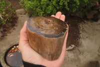 Polished Petrified Wood Branch Pieces x 3 From Gokwe, Zimbabwe - Toprock Gemstones and Minerals 