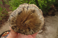 Polished Petrified Wood Branch Pieces x 3 From Gokwe, Zimbabwe - Toprock Gemstones and Minerals 
