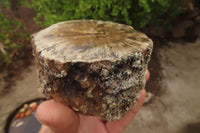 Polished Petrified Wood Branch Pieces x 3 From Gokwe, Zimbabwe - Toprock Gemstones and Minerals 