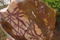 Polished On One Side Nguni Jasper Specimens x 2 From Prieska, South Africa - Toprock Gemstones and Minerals 