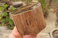 Polished Petrified Wood Branch Pieces x 3 From Gokwe, Zimbabwe - Toprock Gemstones and Minerals 