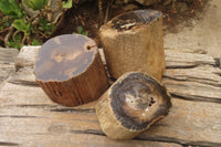 Polished Petrified Wood Branch Pieces x 3 From Gokwe, Zimbabwe - Toprock Gemstones and Minerals 