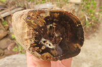 Polished Petrified Wood Branch Pieces x 3 From Gokwe, Zimbabwe - Toprock Gemstones and Minerals 