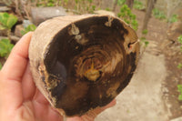 Polished Petrified Wood Branch Pieces x 3 From Gokwe, Zimbabwe - Toprock Gemstones and Minerals 