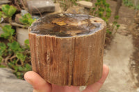 Polished Petrified Wood Branch Pieces x 3 From Gokwe, Zimbabwe - Toprock Gemstones and Minerals 