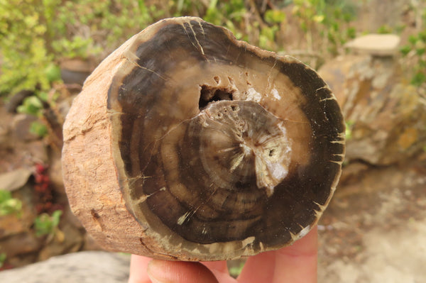 Polished Petrified Wood Branch Pieces x 3 From Gokwe, Zimbabwe - Toprock Gemstones and Minerals 
