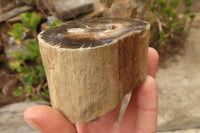 Polished Petrified Wood Branch Pieces x 3 From Gokwe, Zimbabwe - Toprock Gemstones and Minerals 