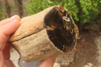 Polished Petrified Wood Branch Pieces x 3 From Gokwe, Zimbabwe - Toprock Gemstones and Minerals 