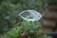 Polished Clear Quartz "Angel Tears" Pendant Pieces x 20 From Madagascar - Toprock Gemstones and Minerals 