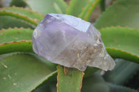 Polished Window Amethyst Crystals x 4 From Madagascar - Toprock Gemstones and Minerals 