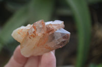 Natural Hematoid Quartz Specimens x 12 From Karoi, Zimbabwe - Toprock Gemstones and Minerals 