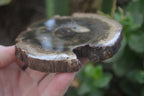 Polished Petrified Wood Slices x 6 From Gokwe, Zimbabwe - Toprock Gemstones and Minerals 