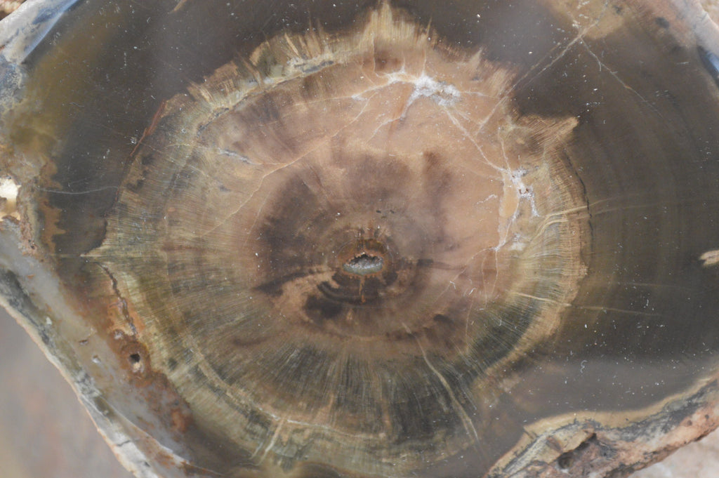 Polished Petrified Wood Slices x 6 From Gokwe, Zimbabwe - Toprock Gemstones and Minerals 