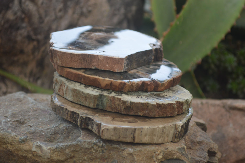 Polished Petrified Wood Slices x 6 From Gokwe, Zimbabwe - Toprock Gemstones and Minerals 