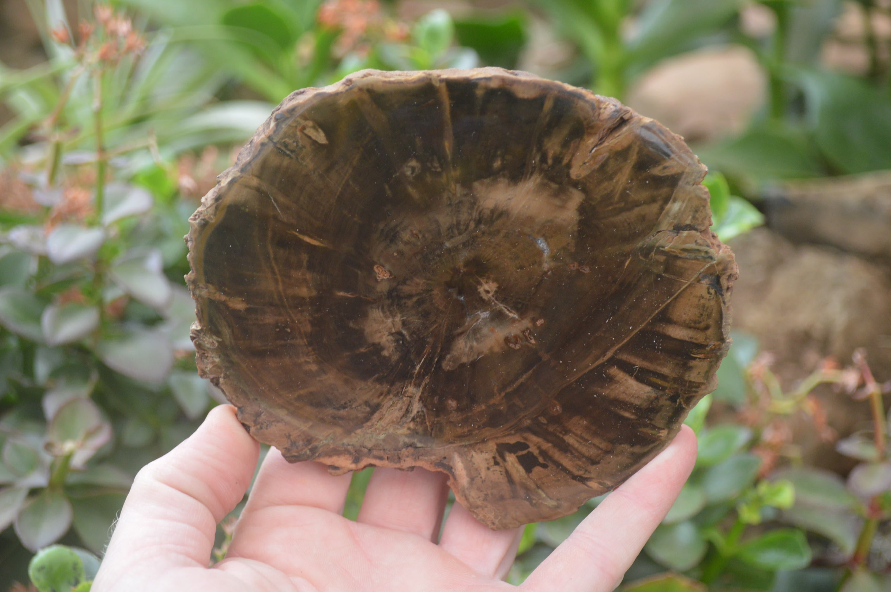 Polished Petrified Wood Slices x 6 From Gokwe, Zimbabwe - Toprock Gemstones and Minerals 