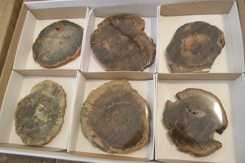 Polished Petrified Wood Slices x 6 From Gokwe, Zimbabwe - Toprock Gemstones and Minerals 