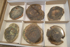 Polished Petrified Wood Slices x 6 From Gokwe, Zimbabwe - Toprock Gemstones and Minerals 