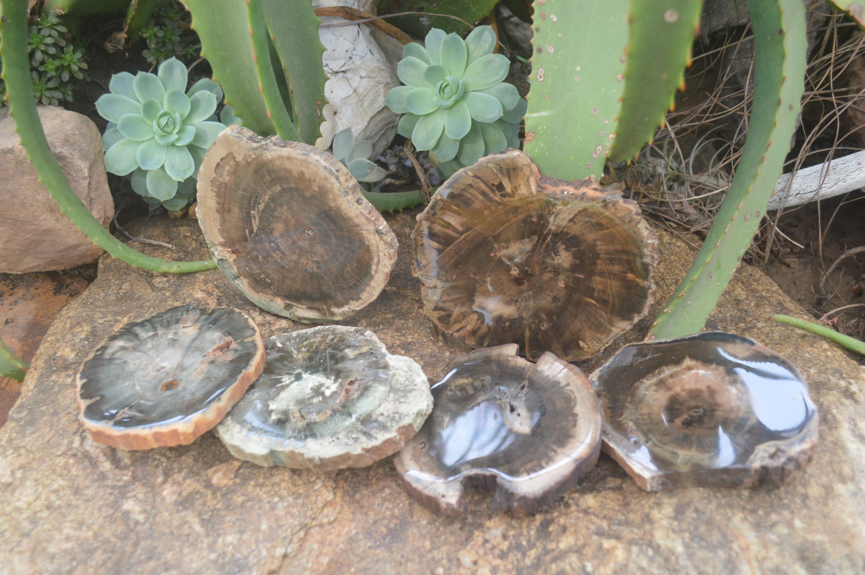 Polished Petrified Wood Slices x 6 From Gokwe, Zimbabwe - Toprock Gemstones and Minerals 
