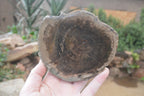 Polished Petrified Wood Slices x 6 From Gokwe, Zimbabwe - Toprock Gemstones and Minerals 