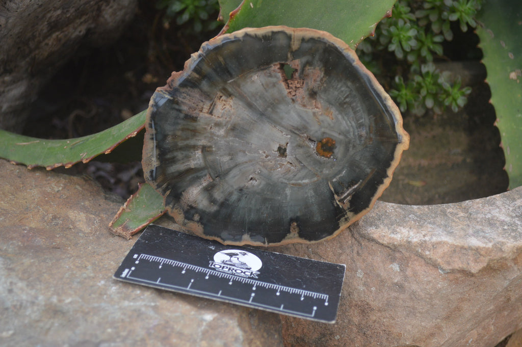 Polished Petrified Wood Slices x 6 From Gokwe, Zimbabwe - Toprock Gemstones and Minerals 