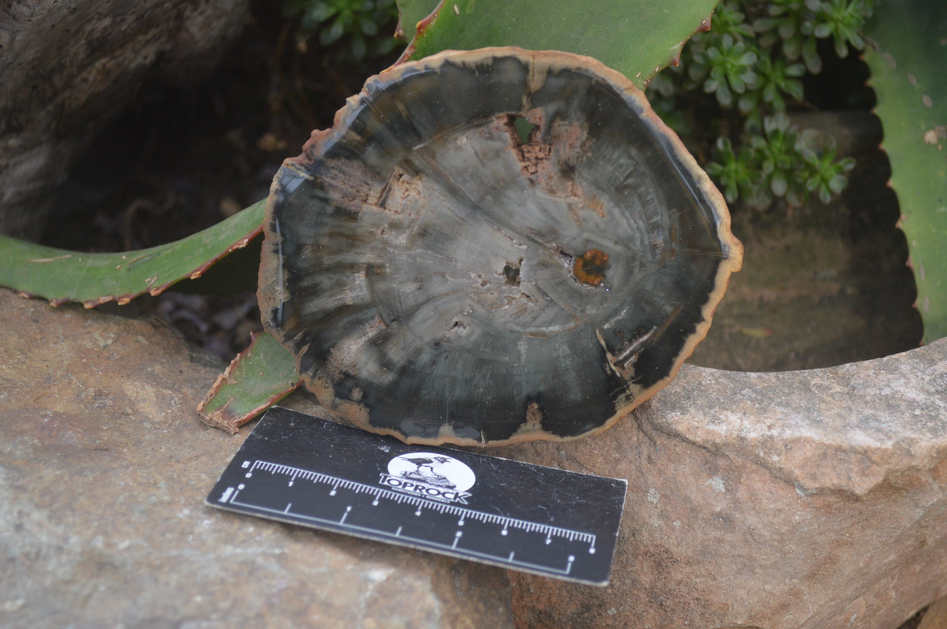 Polished Petrified Wood Slices x 6 From Gokwe, Zimbabwe - Toprock Gemstones and Minerals 