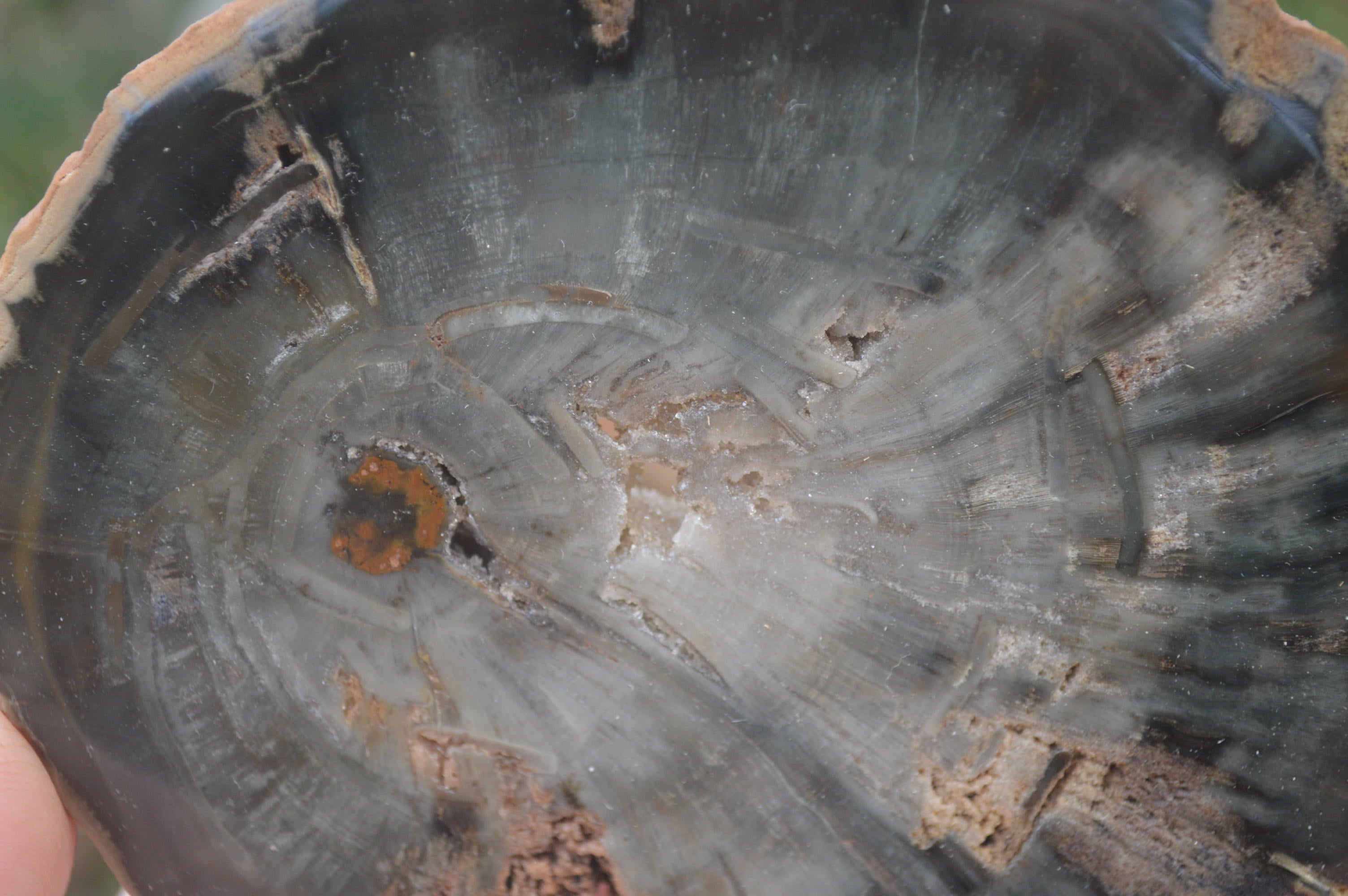 Polished Petrified Wood Slices x 6 From Gokwe, Zimbabwe - Toprock Gemstones and Minerals 