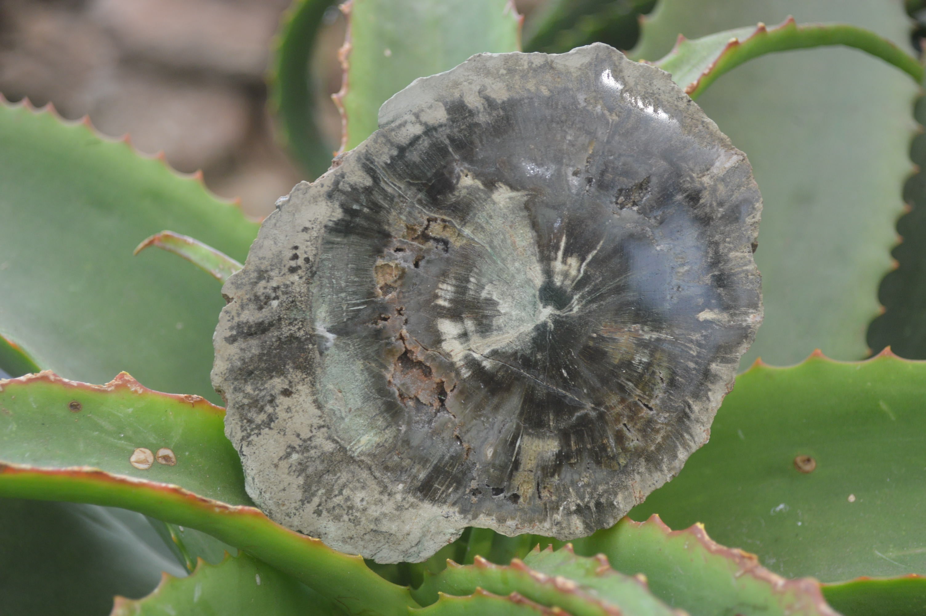 Polished Petrified Wood Slices x 6 From Gokwe, Zimbabwe - Toprock Gemstones and Minerals 