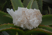 Natural Quartz Clusters x 6 From Madagascar - Toprock Gemstones and Minerals 