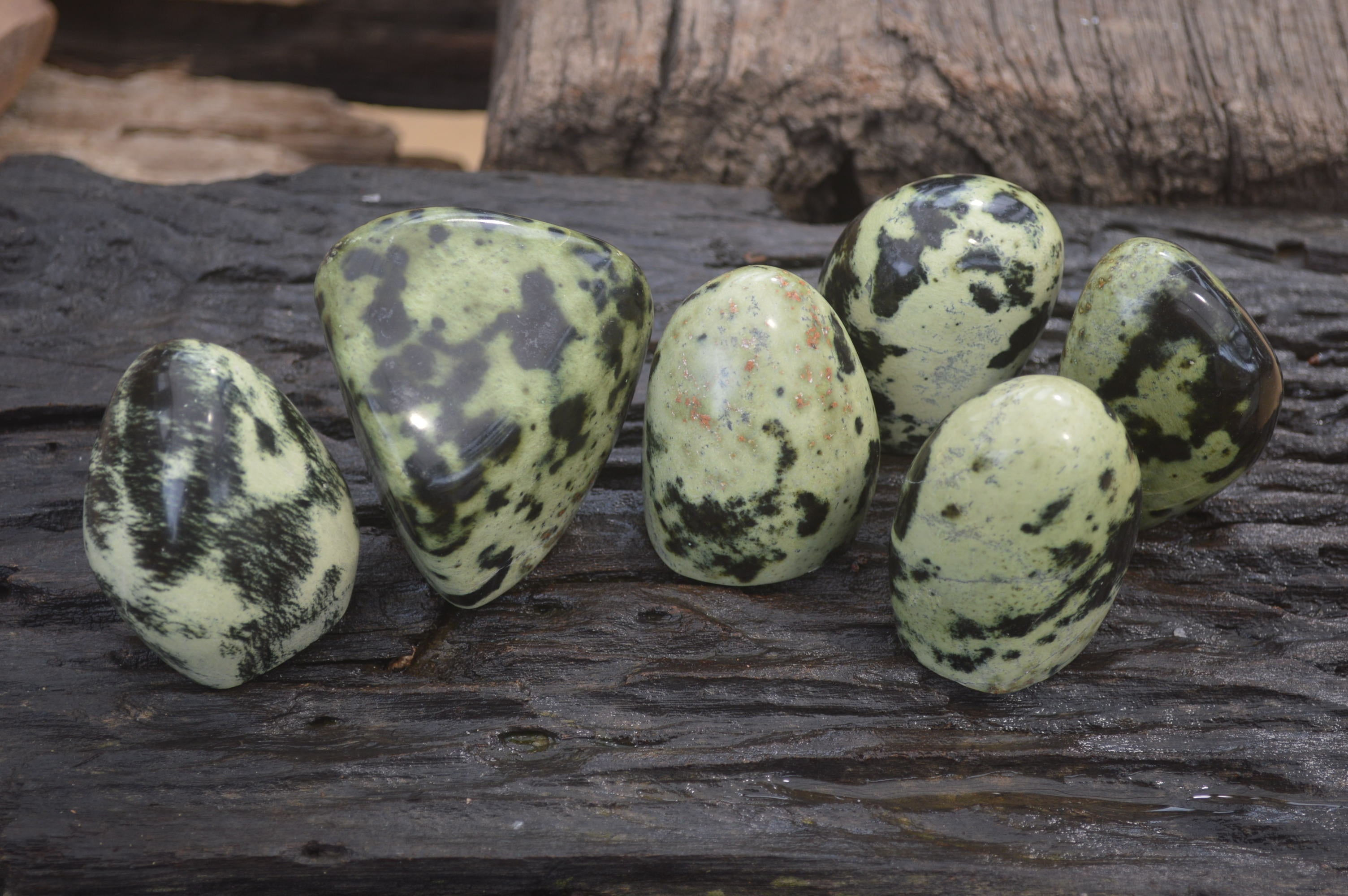 Polished Leopard Stone Standing Free Forms x 6 From Nyanga, Zimbabwe - Toprock Gemstones and Minerals 