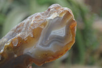 Polished On One Side River Agate Nodules x 5 From Limpopo, South Africa - Toprock Gemstones and Minerals 