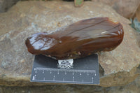 Polished On One Side River Agate Nodules x 5 From Limpopo, South Africa - Toprock Gemstones and Minerals 