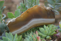 Polished On One Side River Agate Nodules x 5 From Limpopo, South Africa - Toprock Gemstones and Minerals 