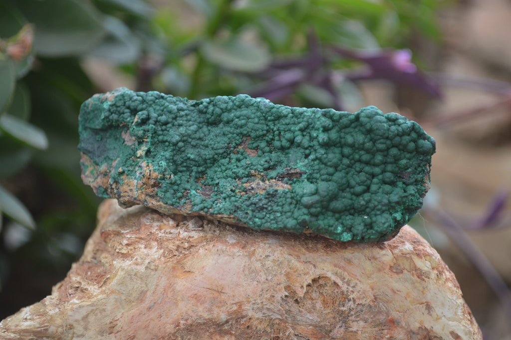 Natural Botryoidal Specimens x 6 From Kolwezi, Congo - Toprock Gemstones and Minerals 