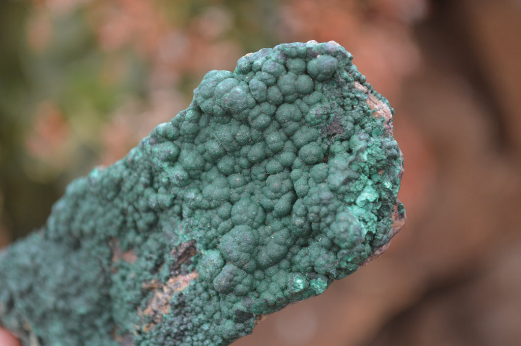 Natural Botryoidal Specimens x 6 From Kolwezi, Congo - Toprock Gemstones and Minerals 